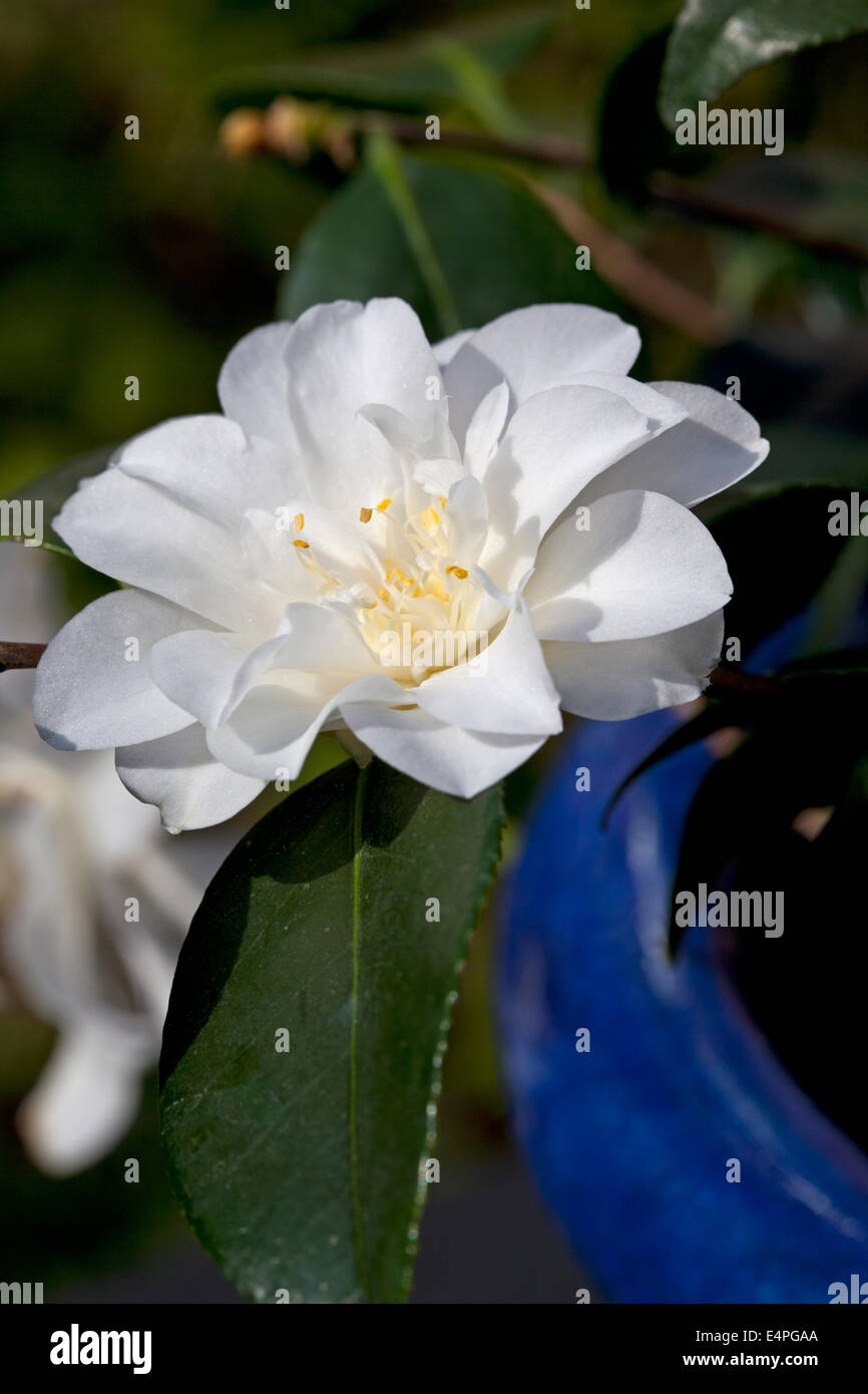 Camellia 'White Swan' in a blue pot Stock Photo