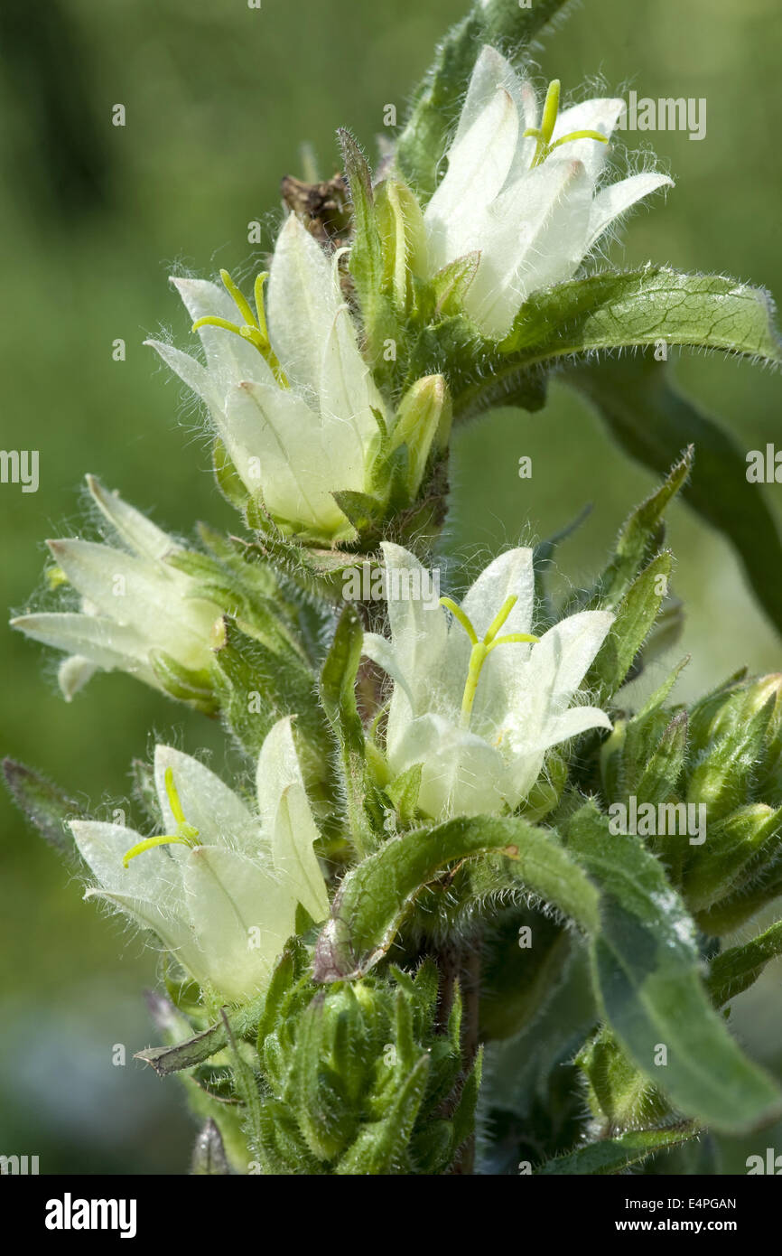 campanula thyrsoides Stock Photo