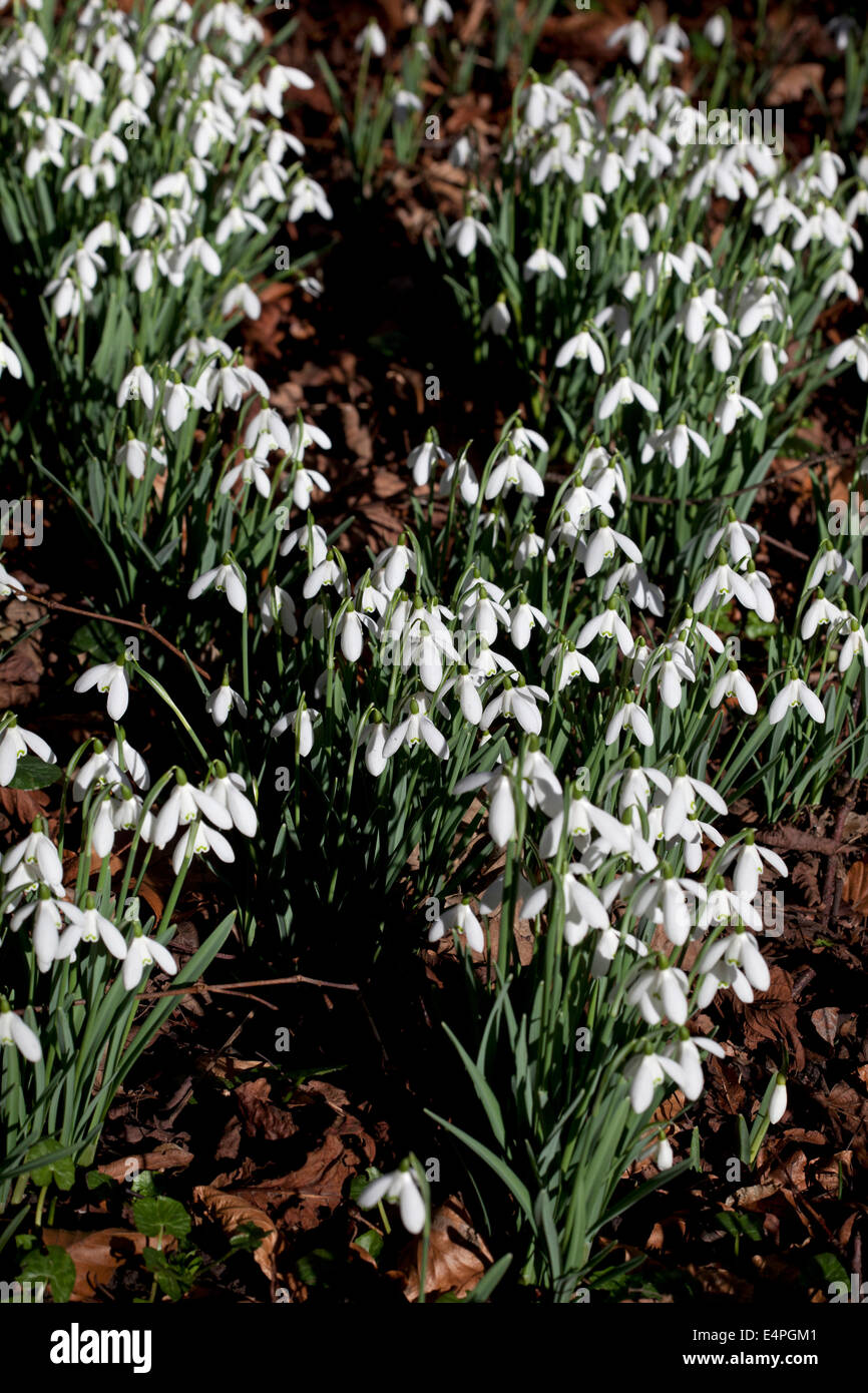 Galanthus nivalis - naturalised snowdrops in woodland Stock Photo