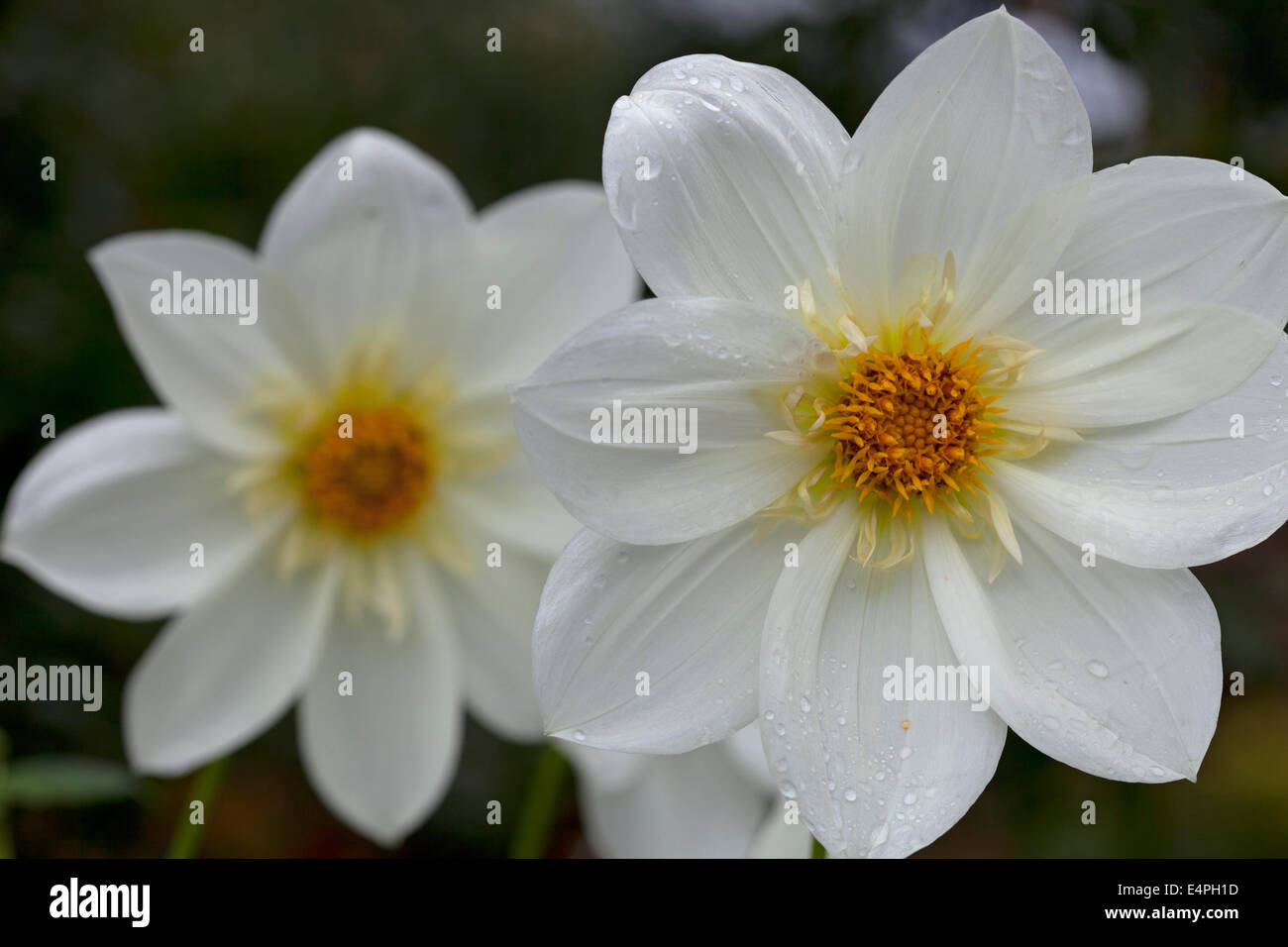 Dahlia 'Fairfield Frost' Stock Photo Alamy