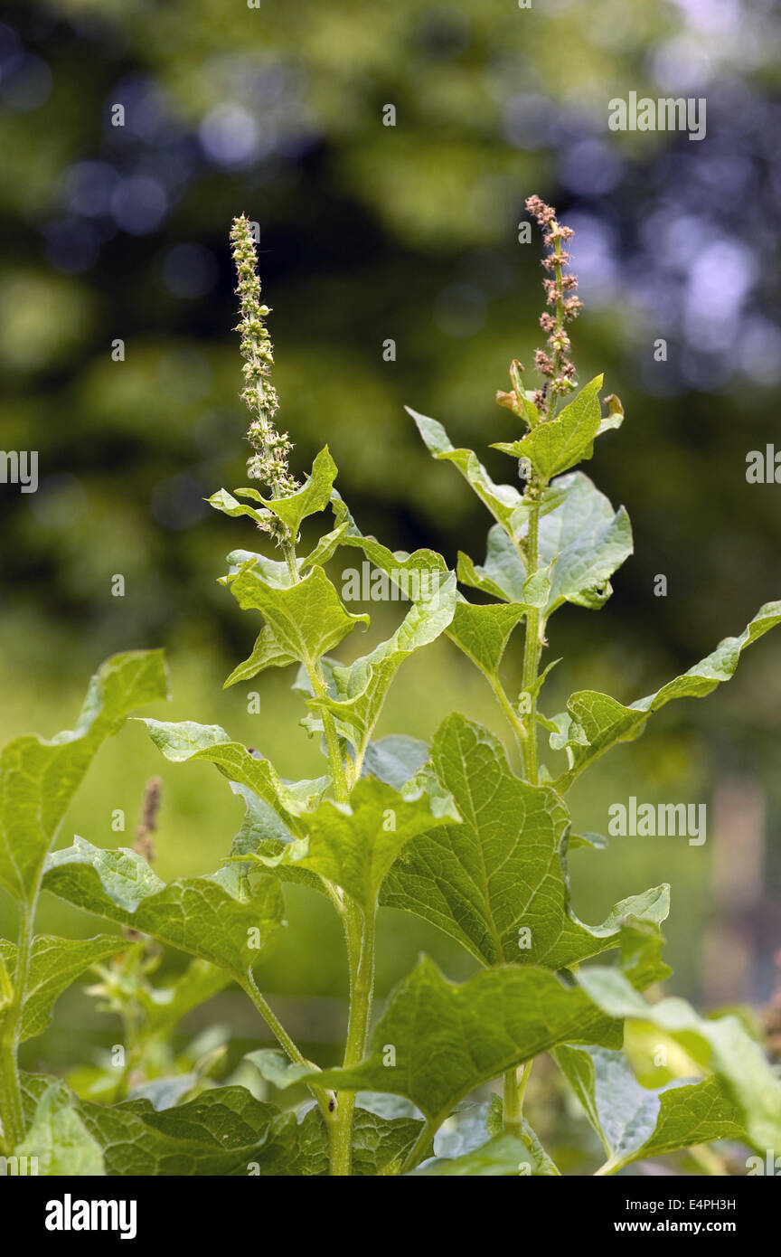 good king henry, chenopodium bonus-henricus Stock Photo