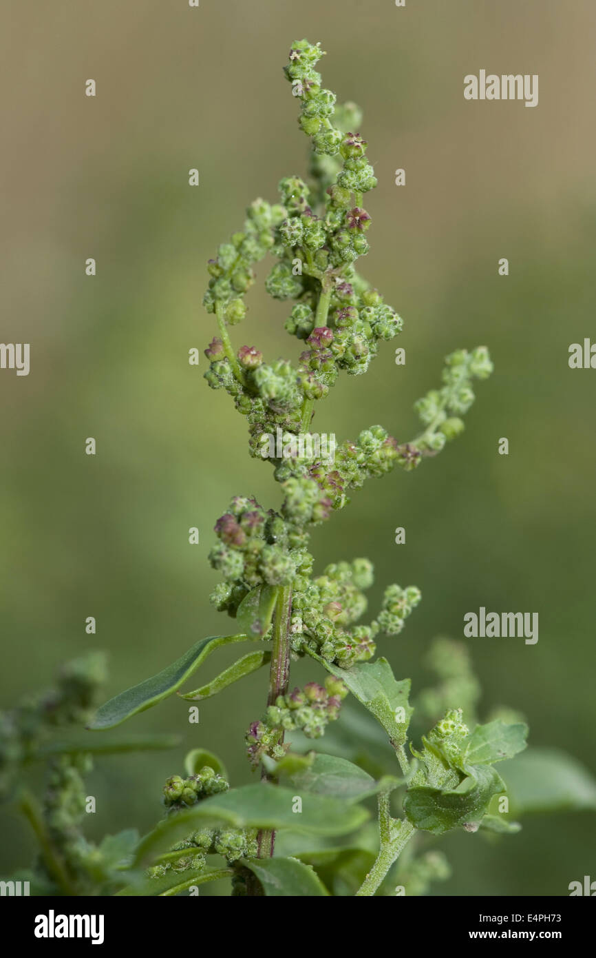 nettle-leaved goosefoot, chenopodium murale Stock Photo