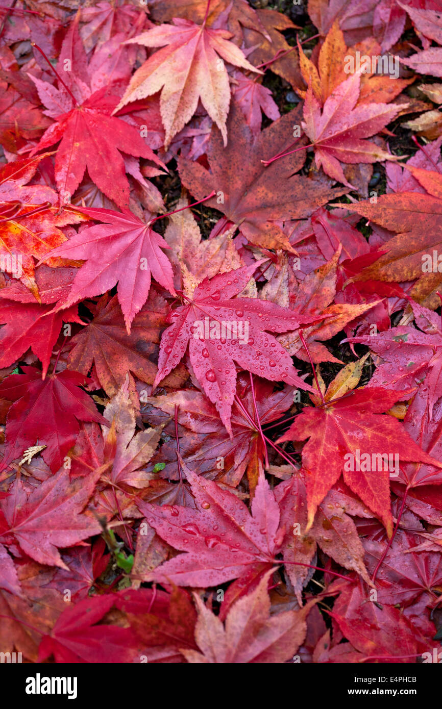 Red fallen leaves of Acer palmatum subsp amoenum Stock Photo