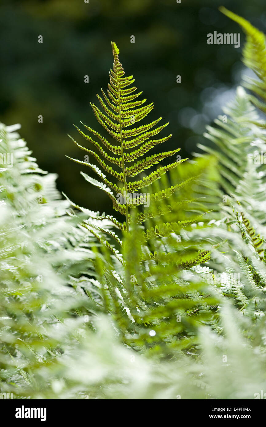 male fern, dryopteris filix-mas Stock Photo
