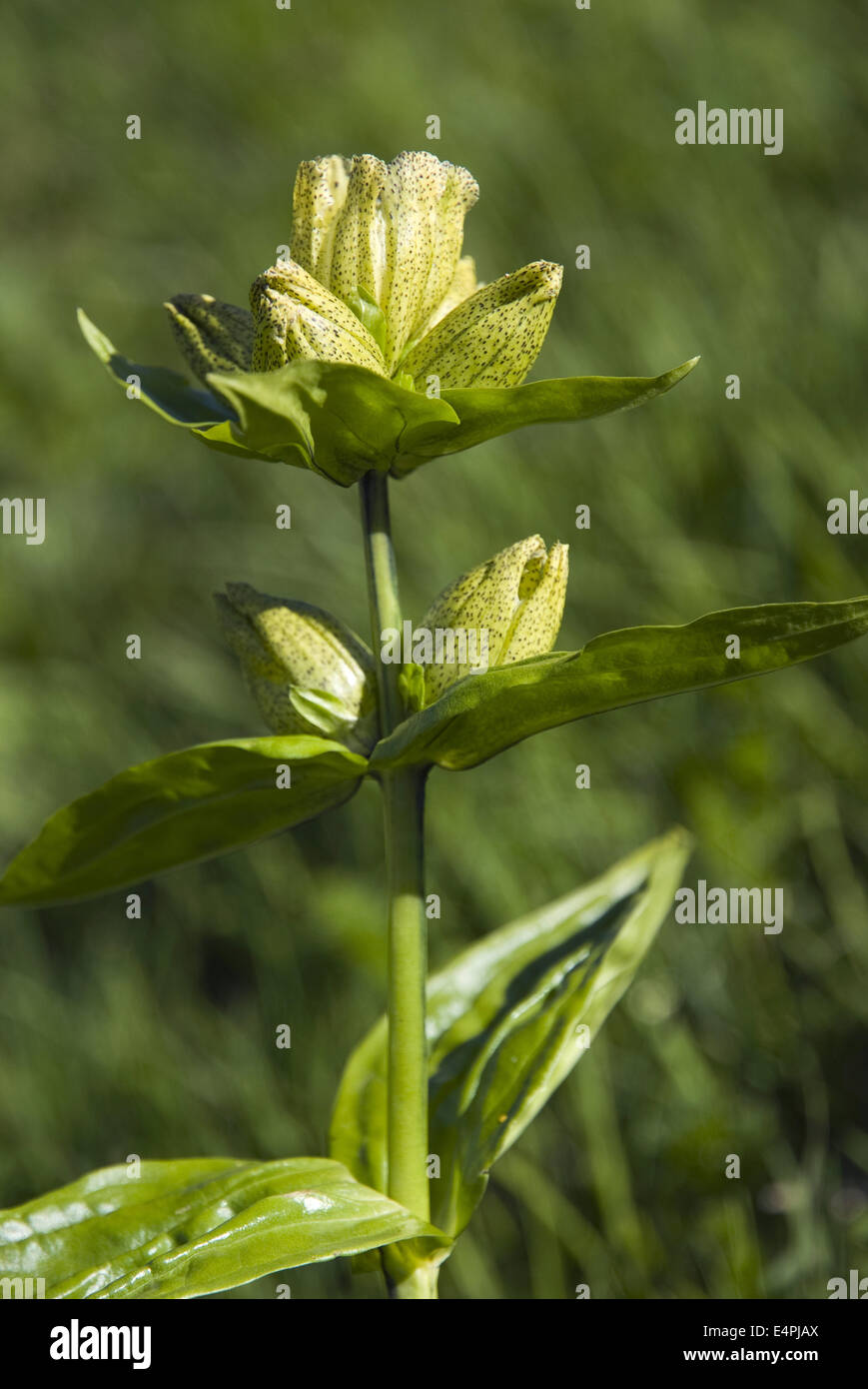 spotted gentian, gentiana punctata Stock Photo