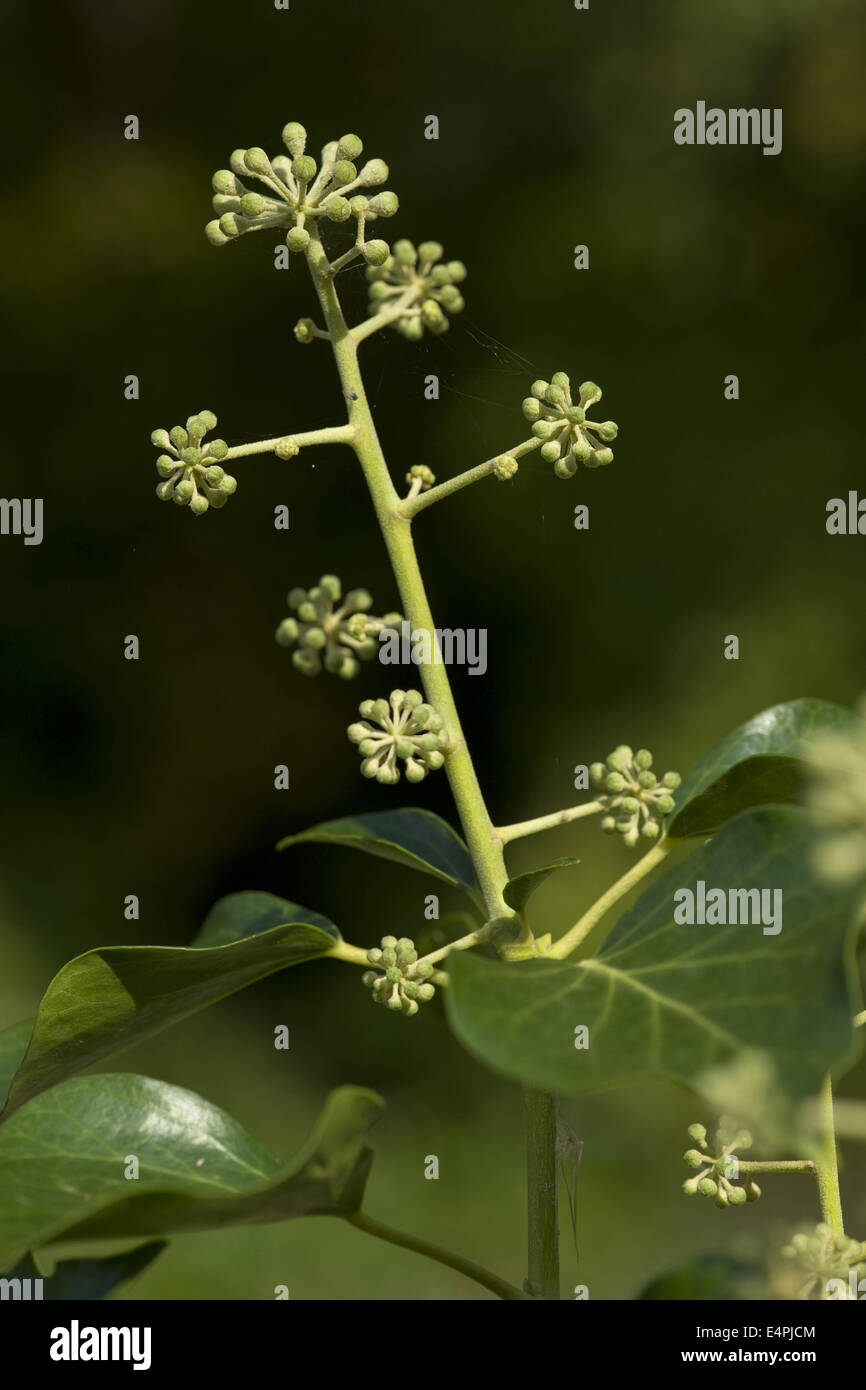 common ivy, hedera helix Stock Photo
