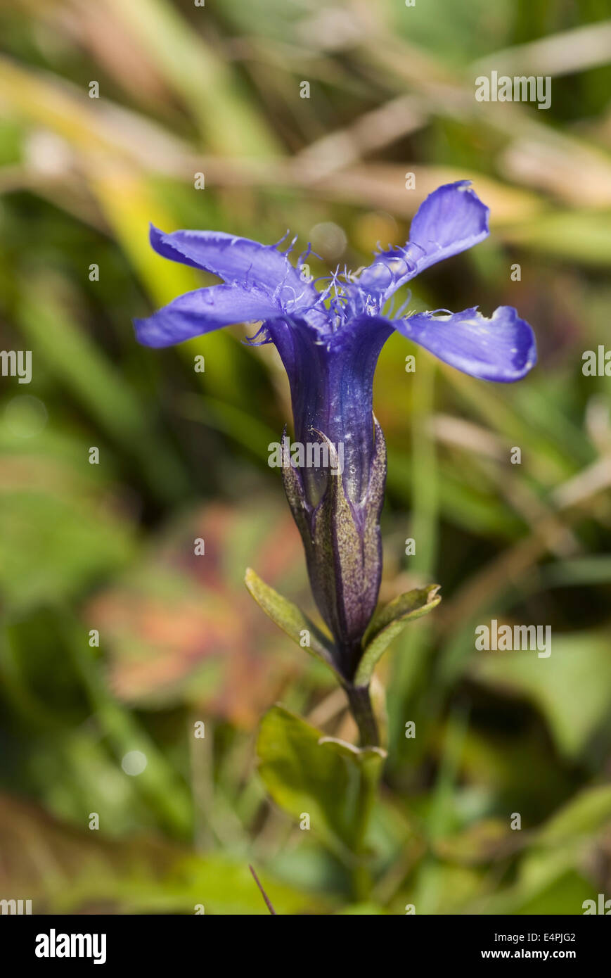 fringed gentian, gentianella ciliata Stock Photo