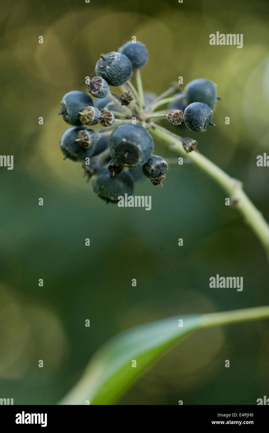 common ivy, hedera helix Stock Photo