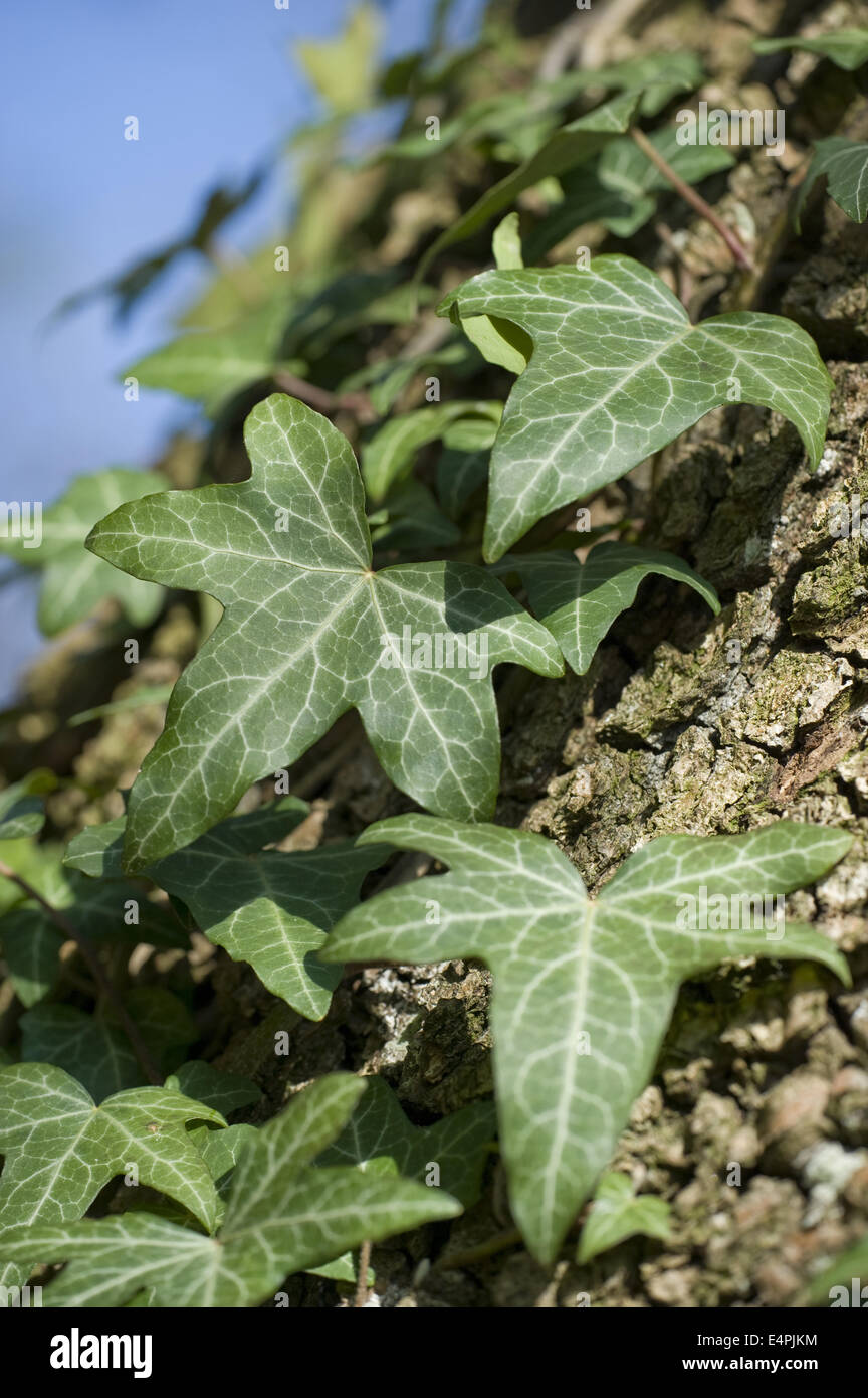 common ivy, hedera helix Stock Photo