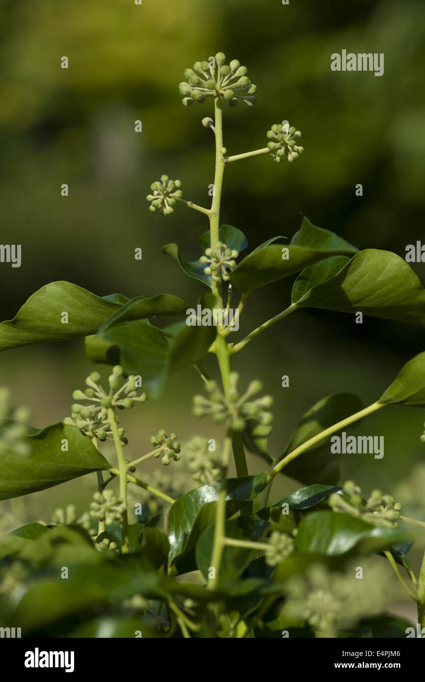 common ivy, hedera helix Stock Photo