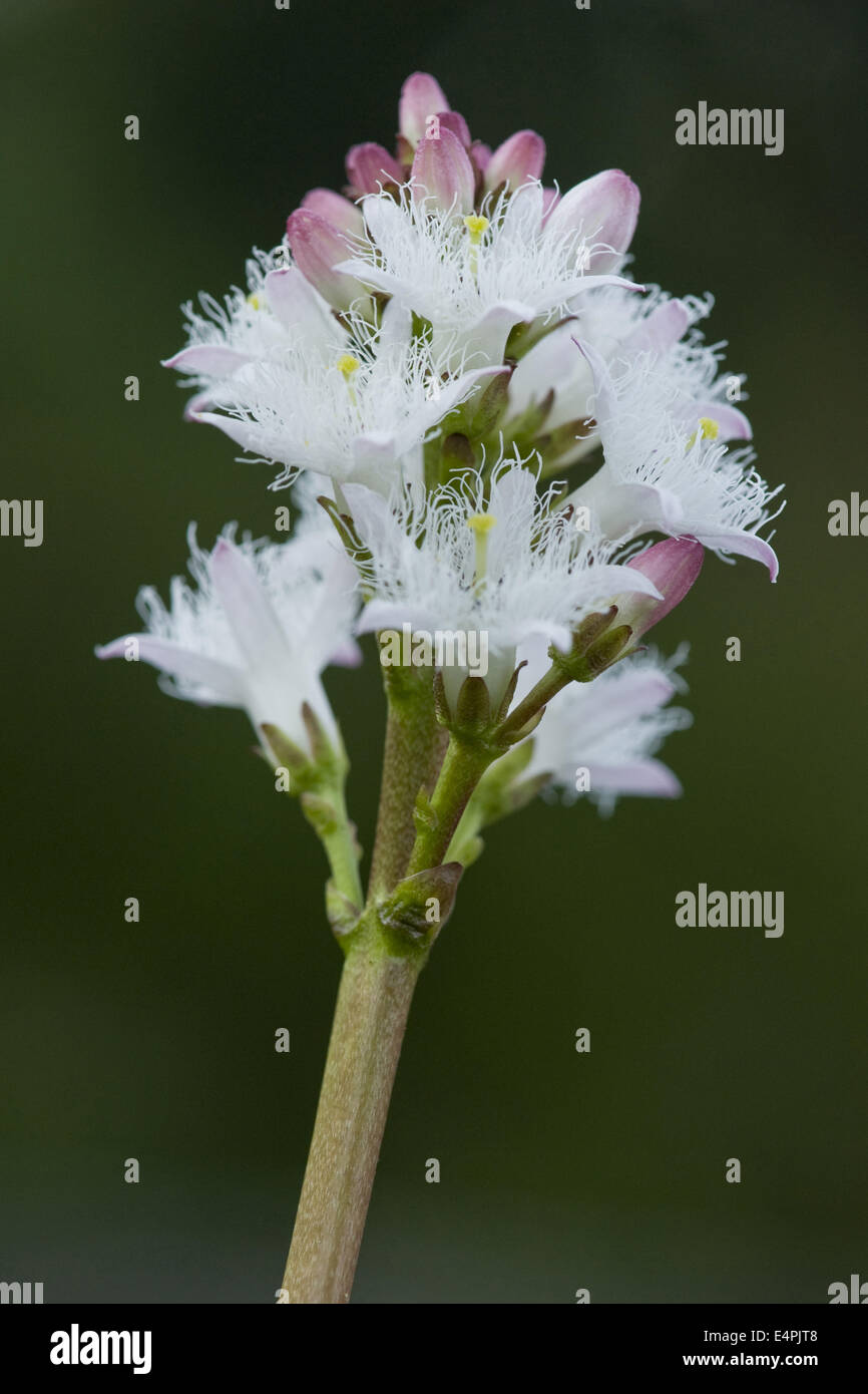 bog-bean, menyanthes trifoliata Stock Photo