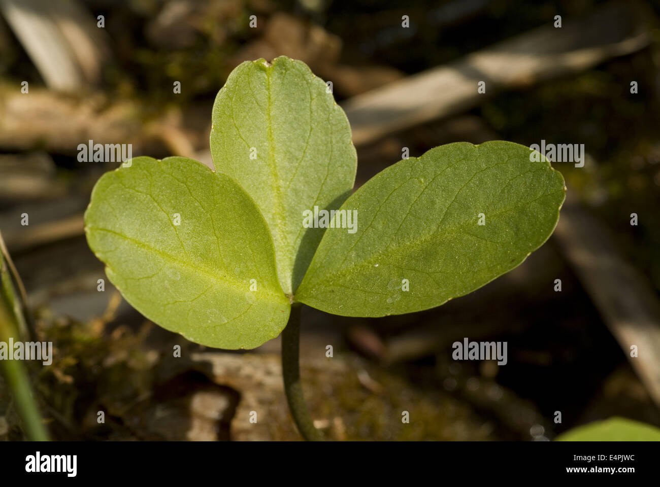 bog-bean, menyanthes trifoliata Stock Photo