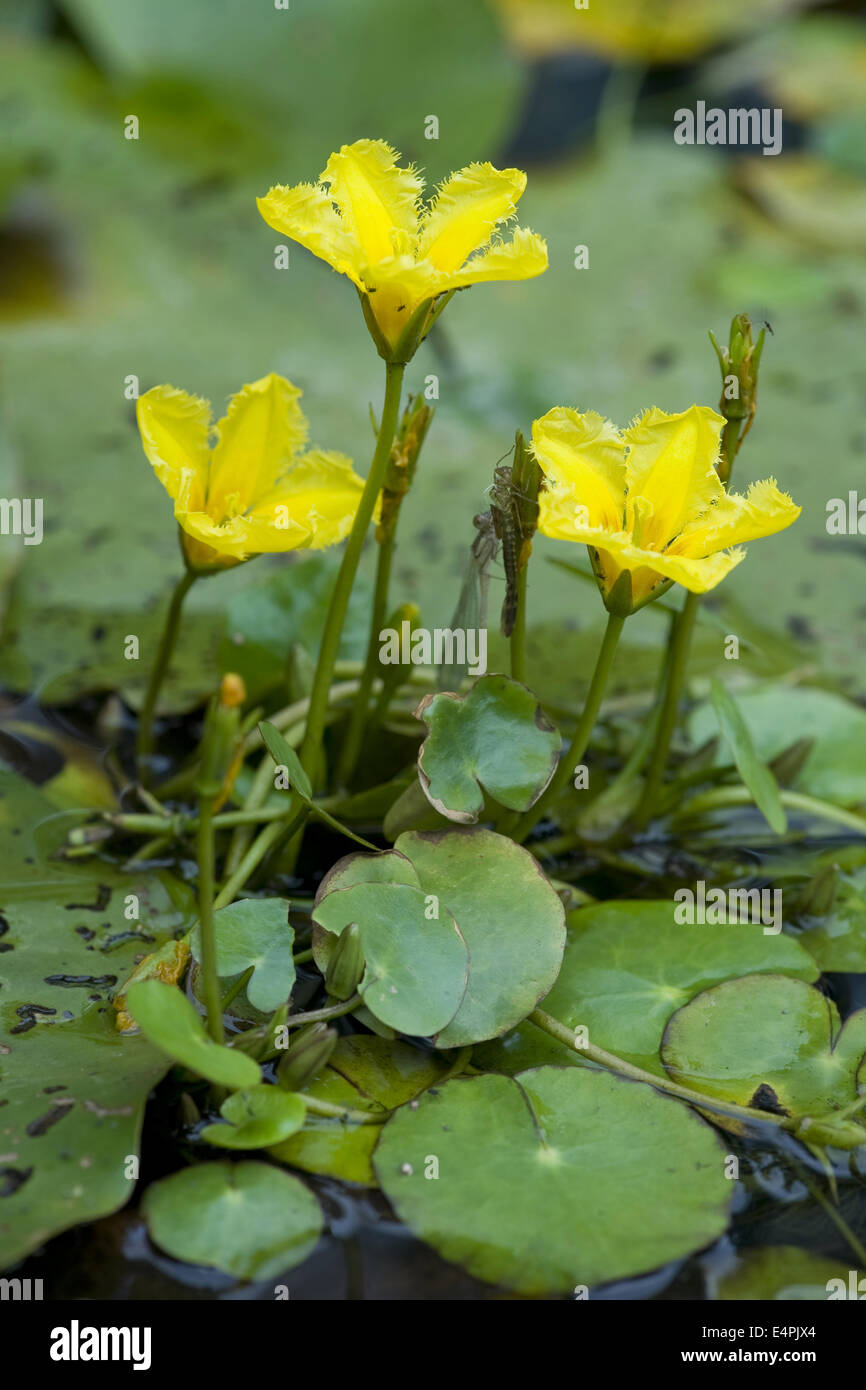 fringed water-lily, nymphoides peltata Stock Photo