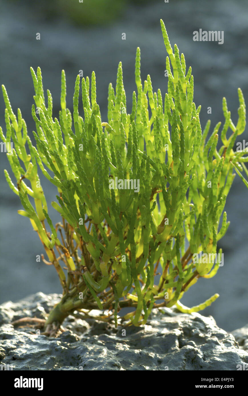 glasswort, salicornia europaea Stock Photo