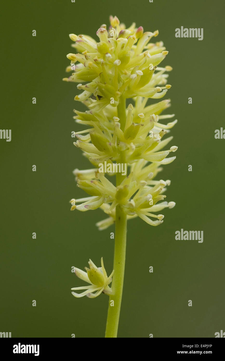 alpine asphodel, tofieldia calyculata Stock Photo