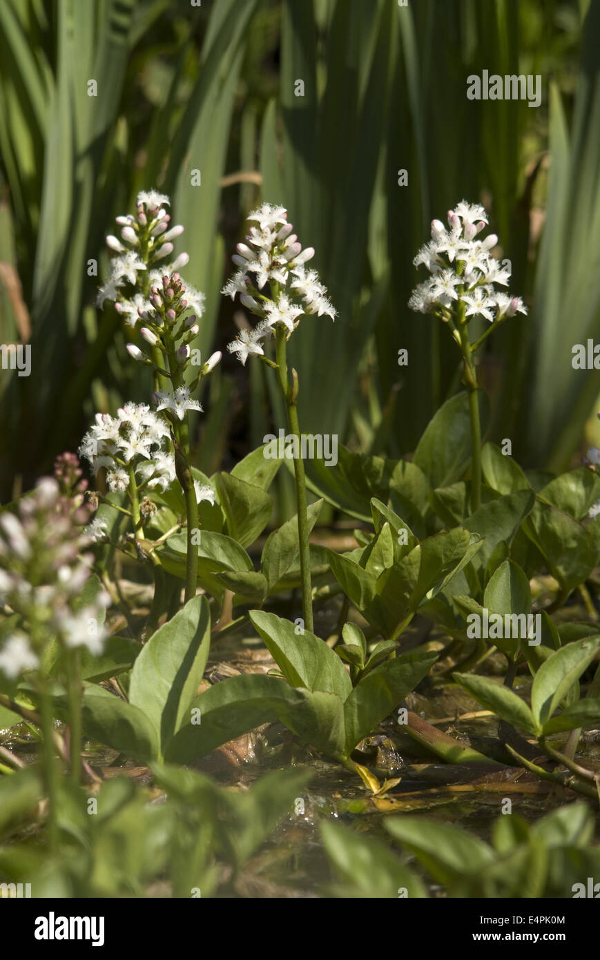 bog-bean, menyanthes trifoliata Stock Photo