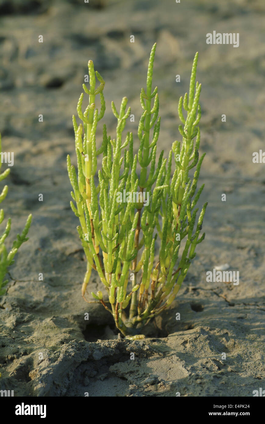 glasswort, salicornia europaea Stock Photo