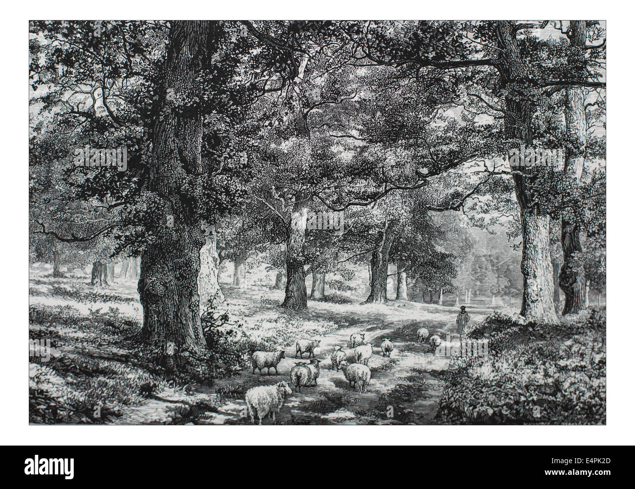 In Sherwood Forest Illustration from 'The British isles - Cassell Petter & Galpin Part 6 Picturesque Europe. Picturesque Europe was an illustrated set of Magazines published by Cassell, Petter, Galpin & Co. of London, Paris and New York in 1877. The publications depicted tourist haunts in Europe, with text descriptions and steel and wood engravings by eminent artists of the time, such as Harry Fenn, William H J Boot, Thomas C. L. Rowbotham, Henry T. Green , Myles B. Foster, John Mogford , David H. McKewan, William L. Leitch, Edmund M. Wimperis and Joseph B. Smith. Stock Photo