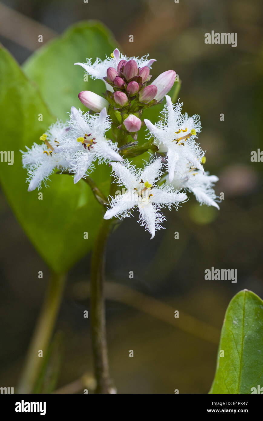 bog-bean, menyanthes trifoliata Stock Photo