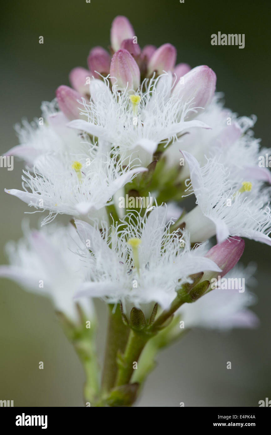 bog-bean, menyanthes trifoliata Stock Photo