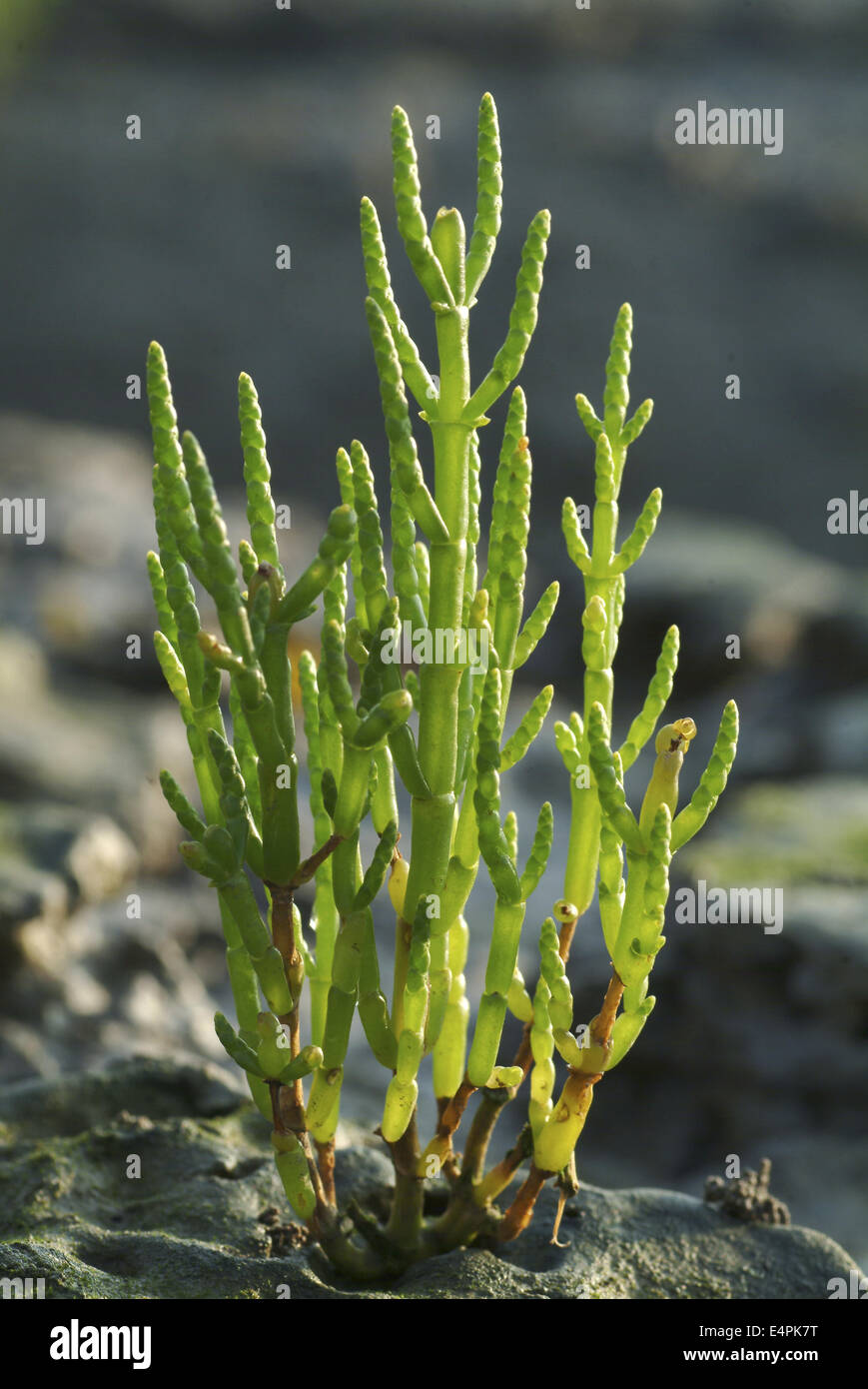glasswort, salicornia europaea Stock Photo