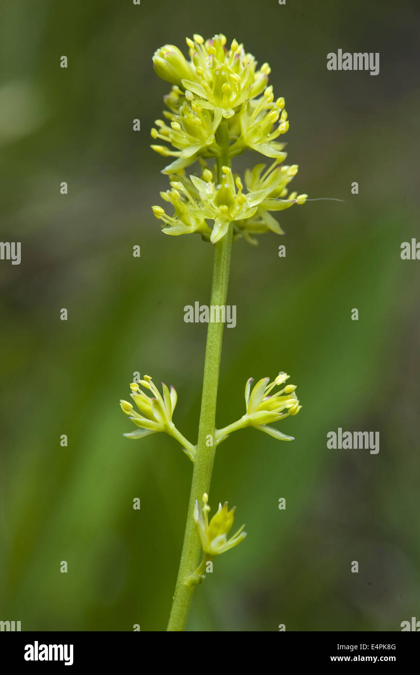 alpine asphodel, tofieldia calyculata Stock Photo