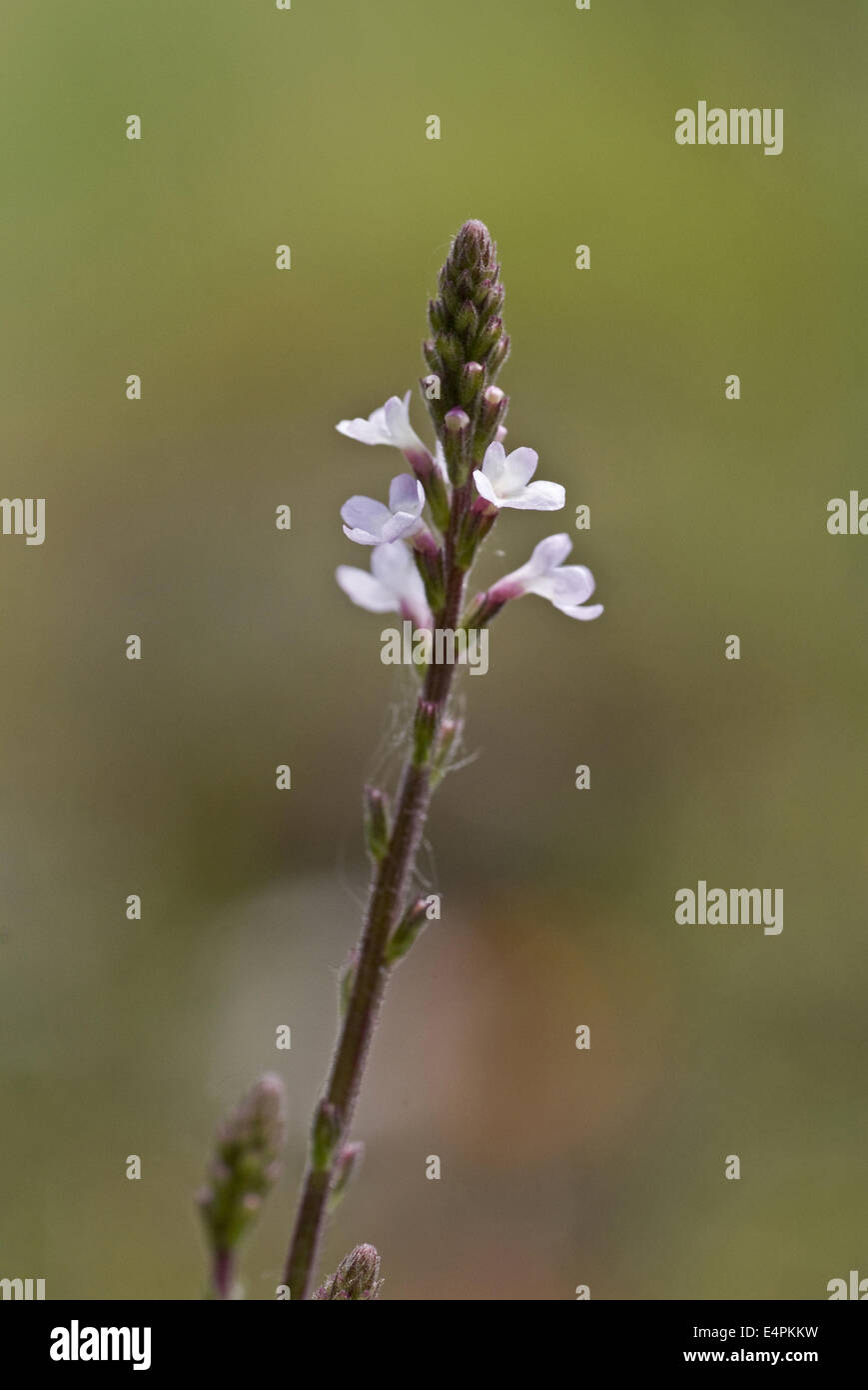 common vervain, verbena officinalis Stock Photo