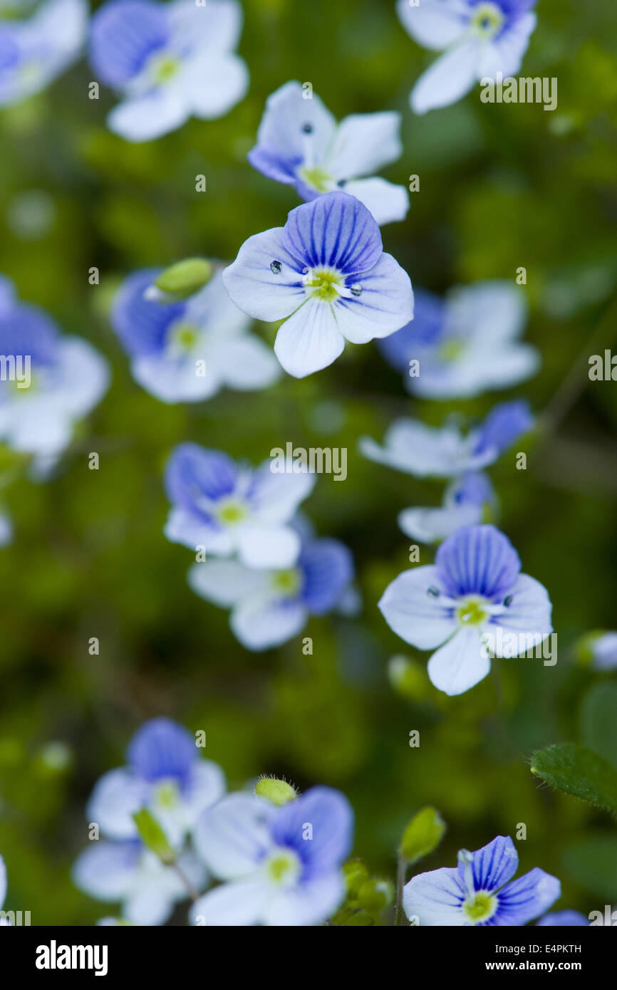 Creeping speedwell hi-res stock photography and images - Alamy