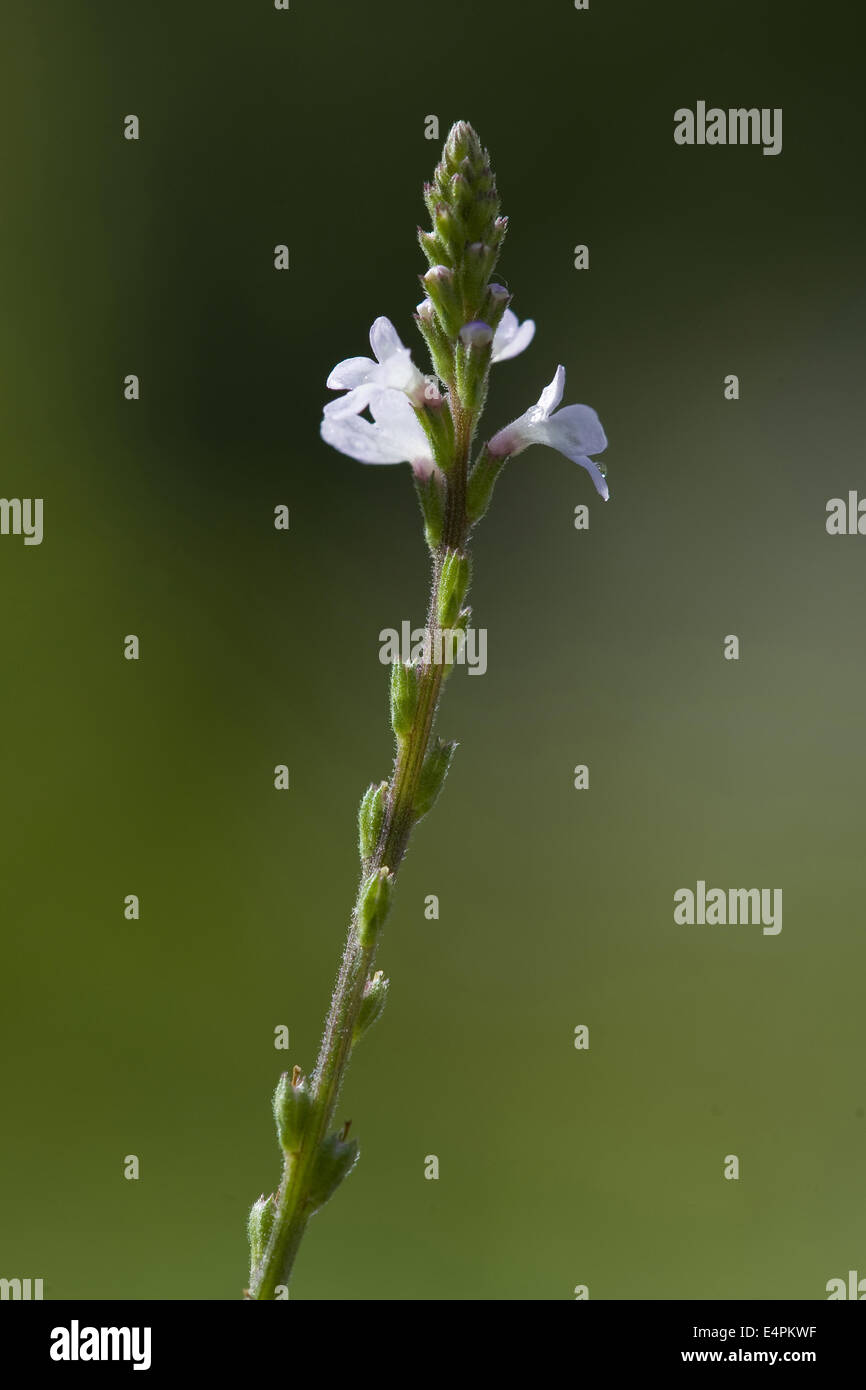 common vervain, verbena officinalis Stock Photo Alamy