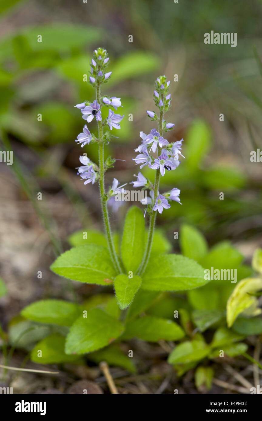 common speedwell, veronica officinalis Stock Photo