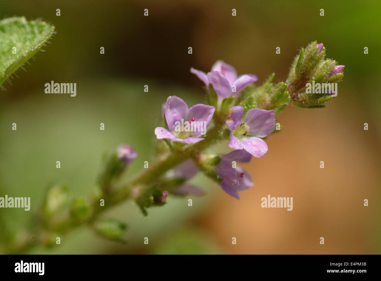 common speedwell, veronica officinalis Stock Photo - Alamy