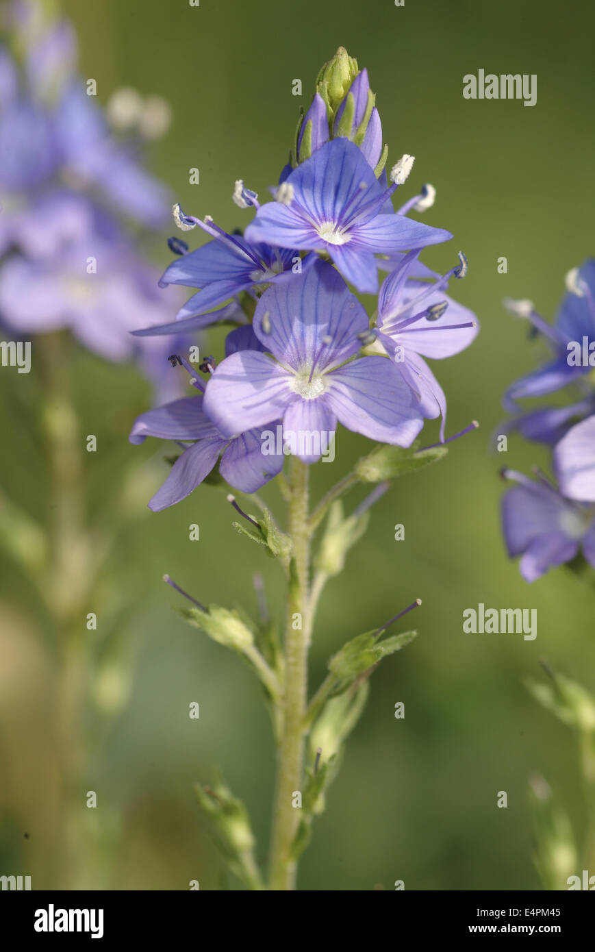 large speedwell, veronica teucrium Stock Photo