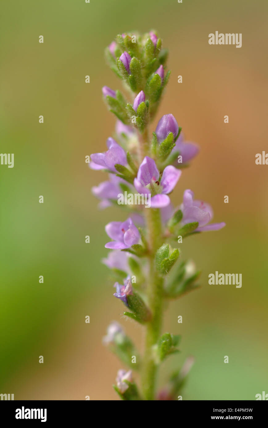 Speedwell veronica officinalis hi-res stock photography and images - Alamy