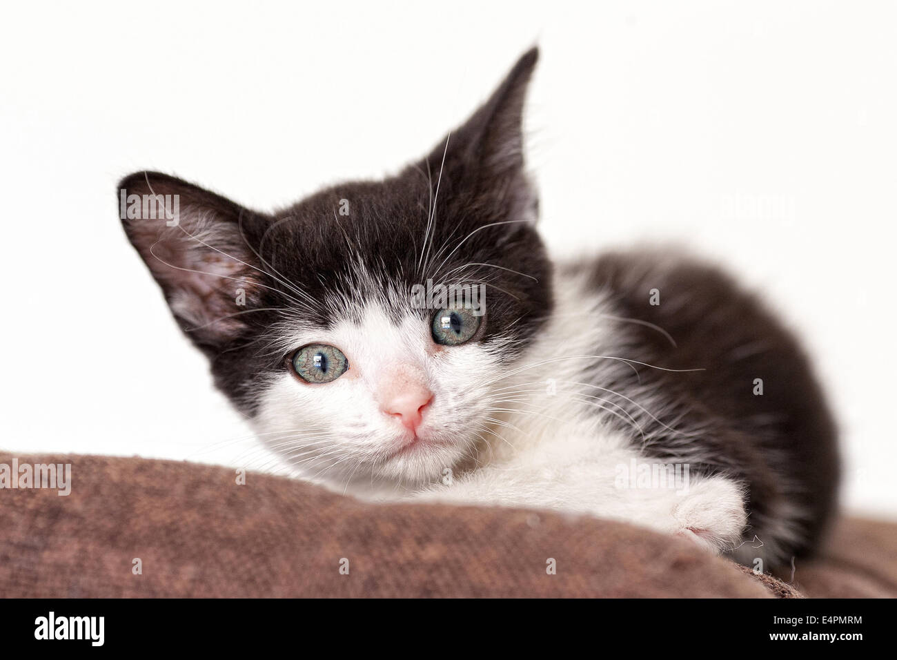 Stare staring look looking hi-res stock photography and images - Alamy