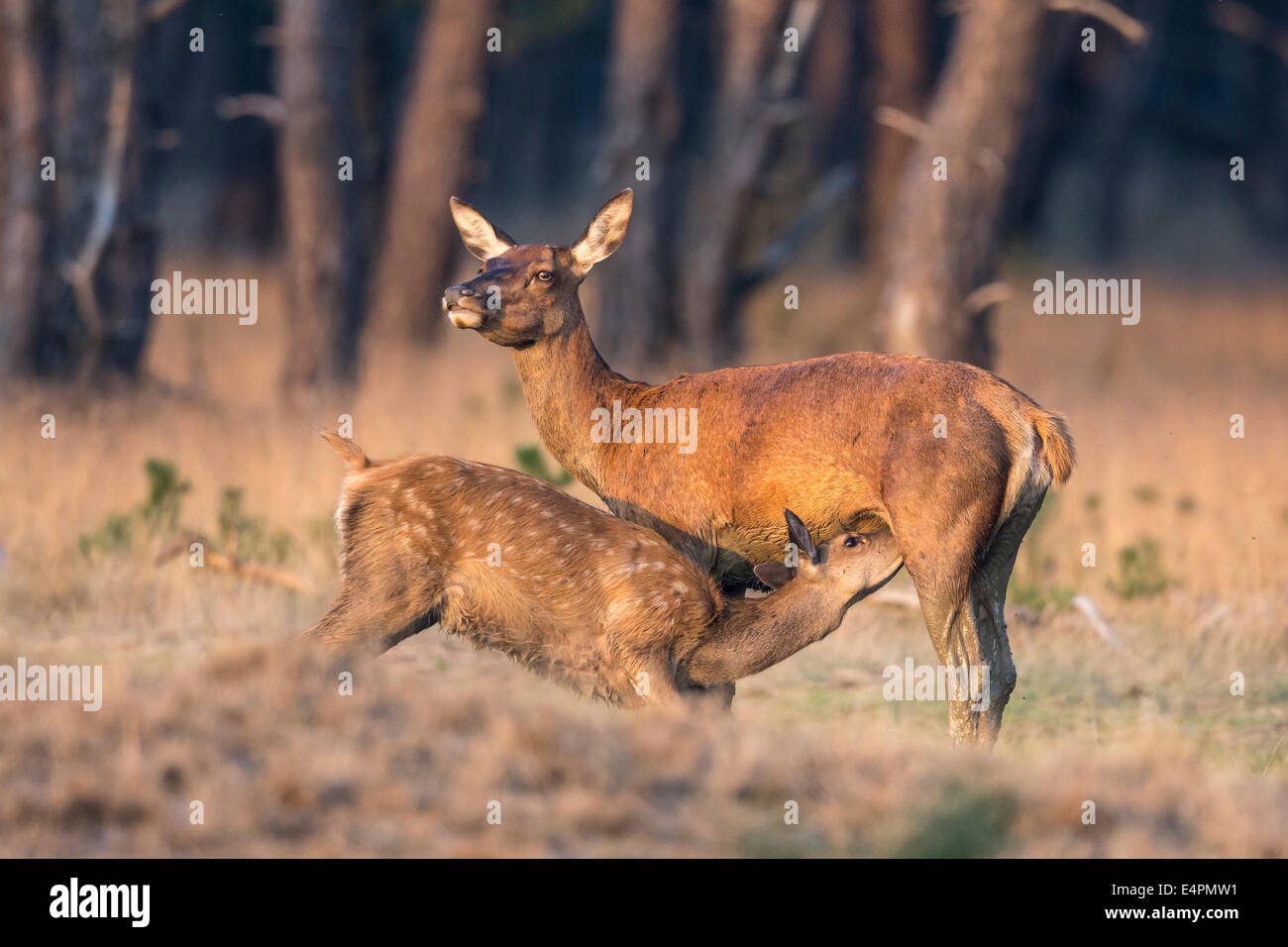 red deer, doe suckle fawn, rutting season, cervus elaphus, the hoge veluwe national park, hoenderloo, gelderland, netherlands, e Stock Photo