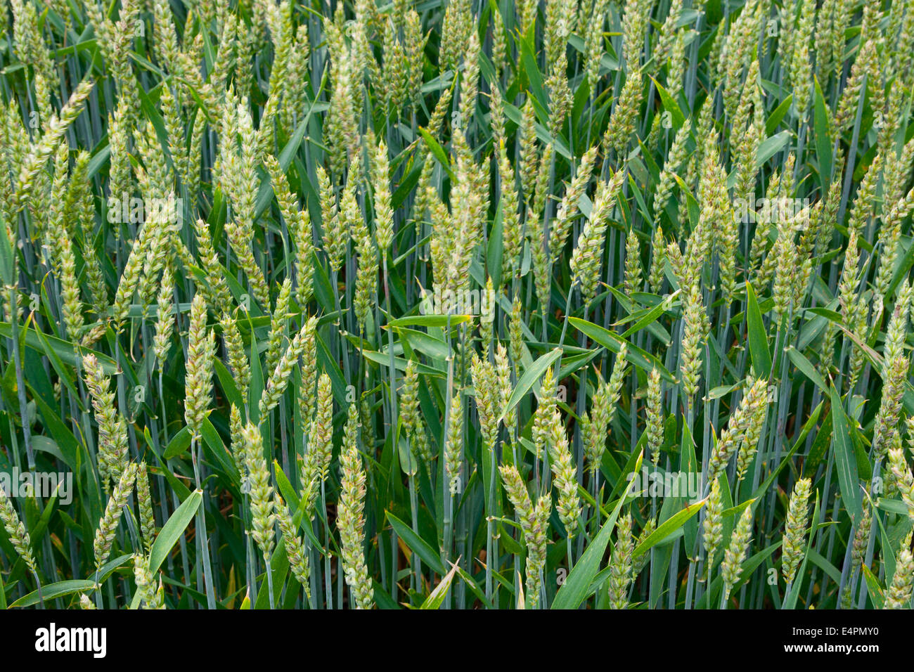 Weizenfelder hi-res stock photography and images - Alamy