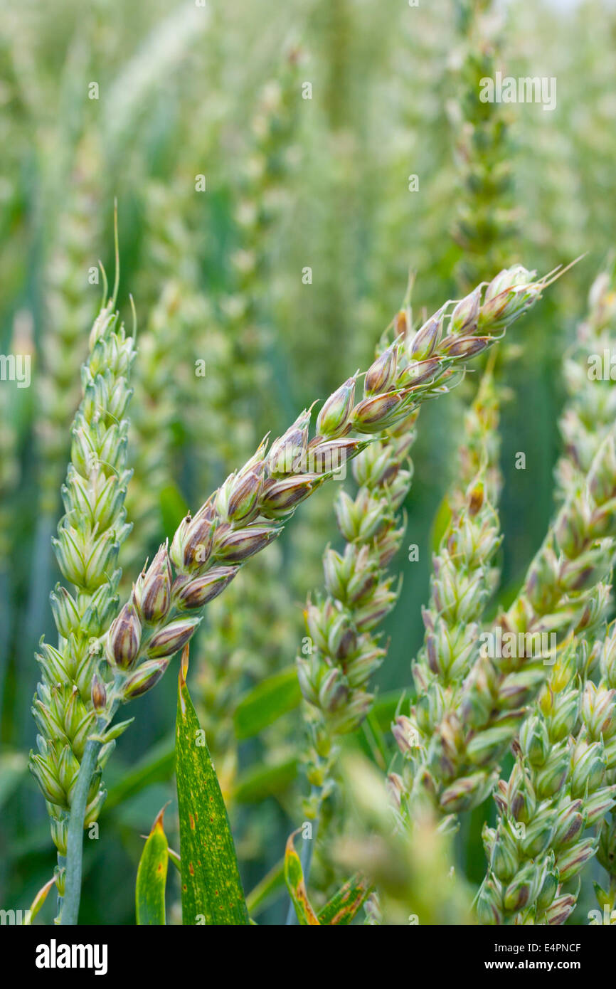 Weizen acker hi-res stock photography and images - Alamy