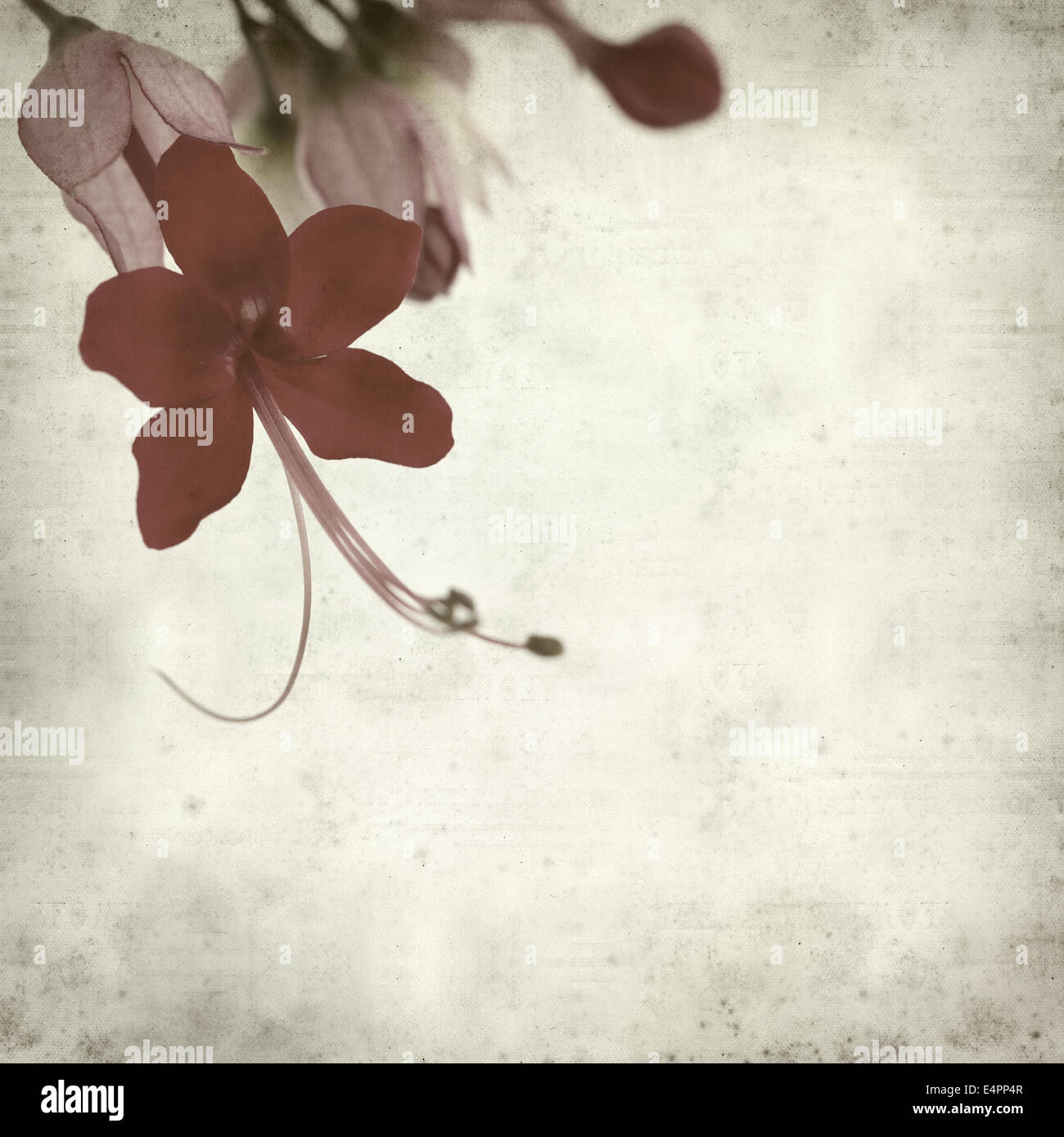 textured old paper background with exotic flower Stock Photo
