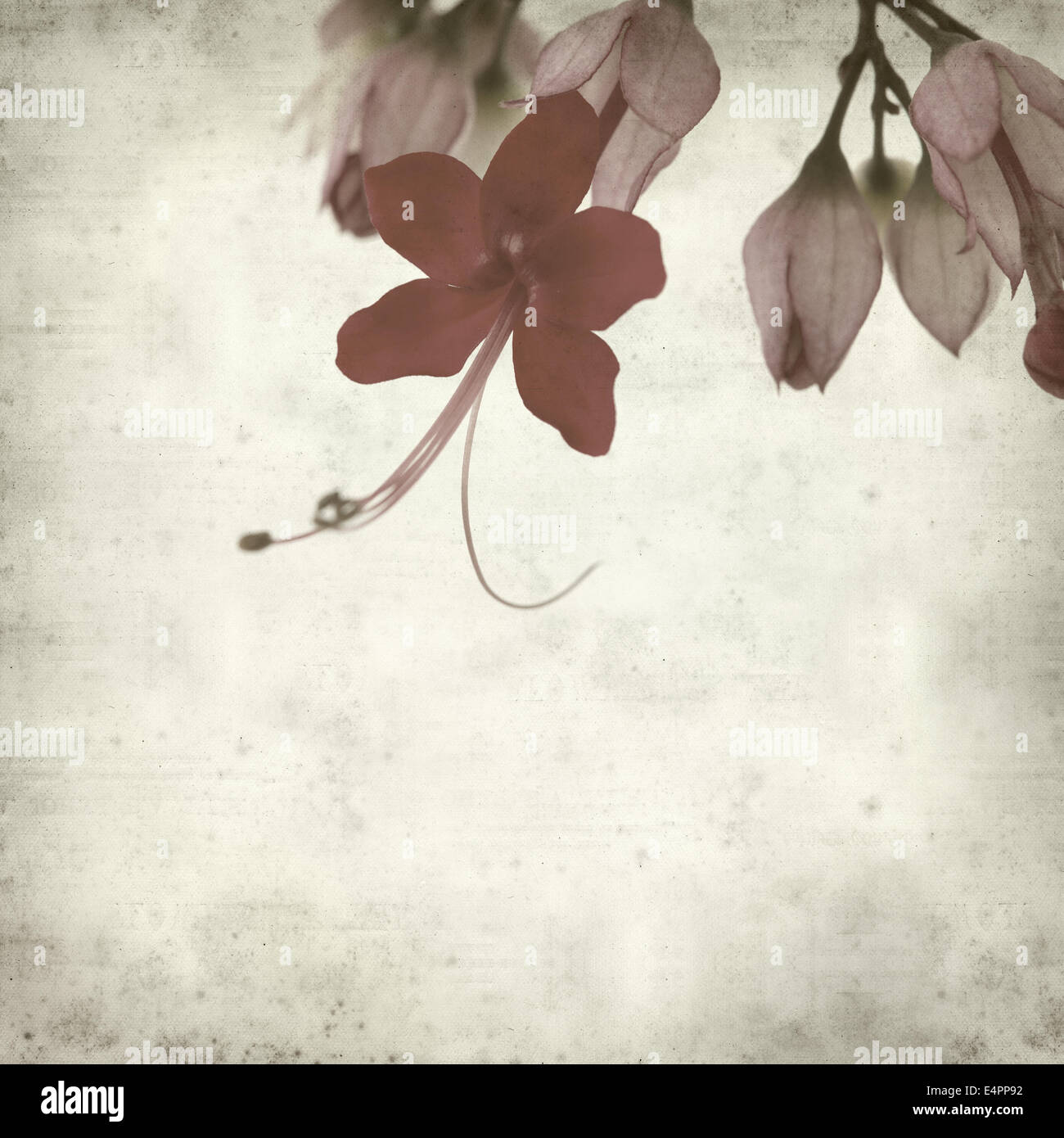 textured old paper background with exotic flower Stock Photo