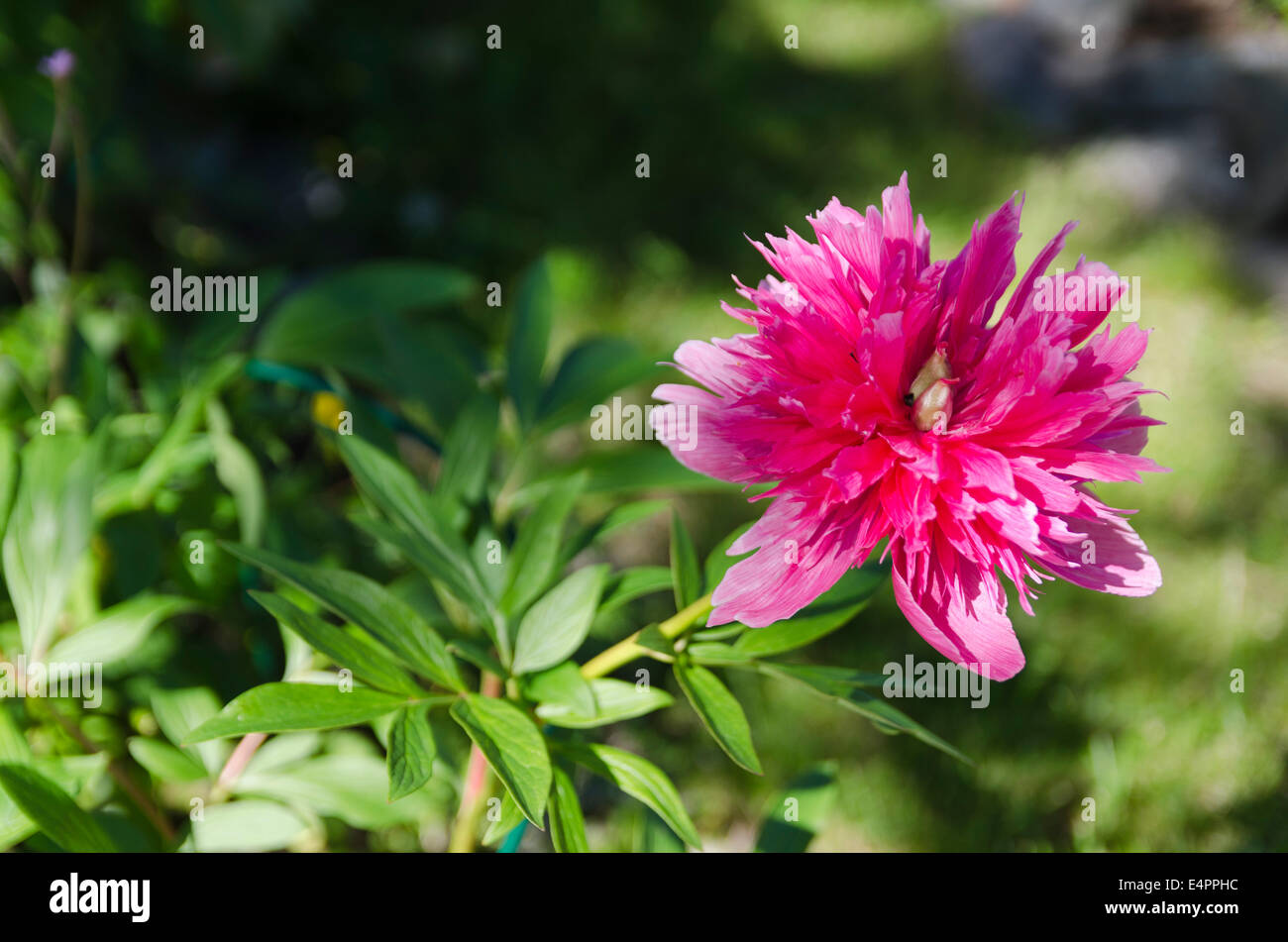 Pion hi-res stock photography and images - Alamy