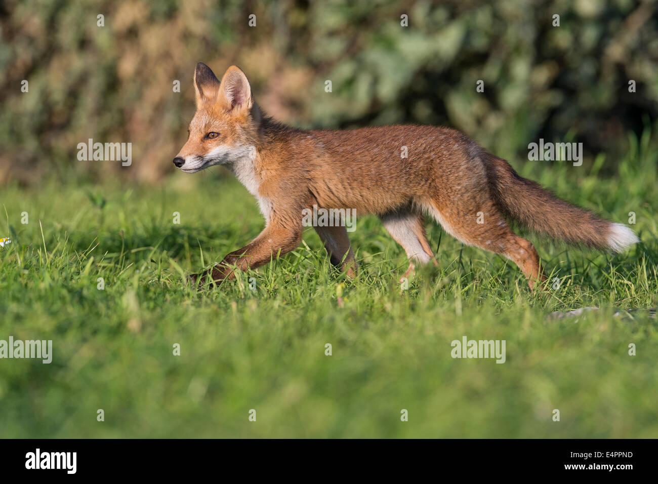 juvenile red fox, vulpes vulpes, vechta district, niedersachsen (lower saxony), germany Stock Photo