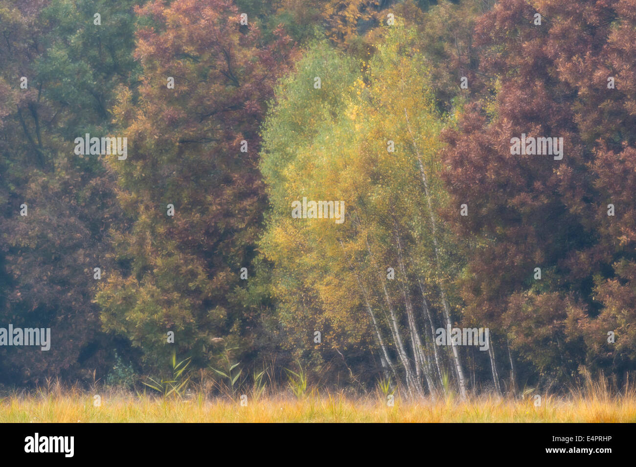 birch trees at the edge of the forest, autumnal mood, kutno, poland, europe Stock Photo