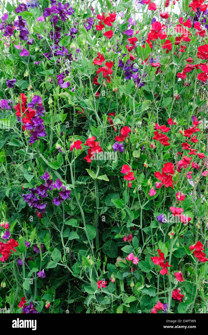 Climbing Sweet Peas Stock Photos & Climbing Sweet Peas Stock Images Alamy
