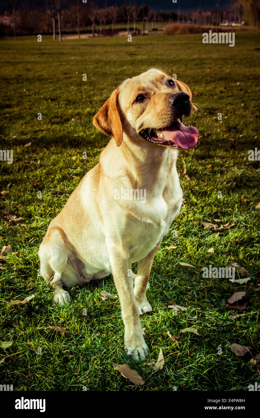 Young Labrador Retriever in a fall park Stock Photo - Alamy