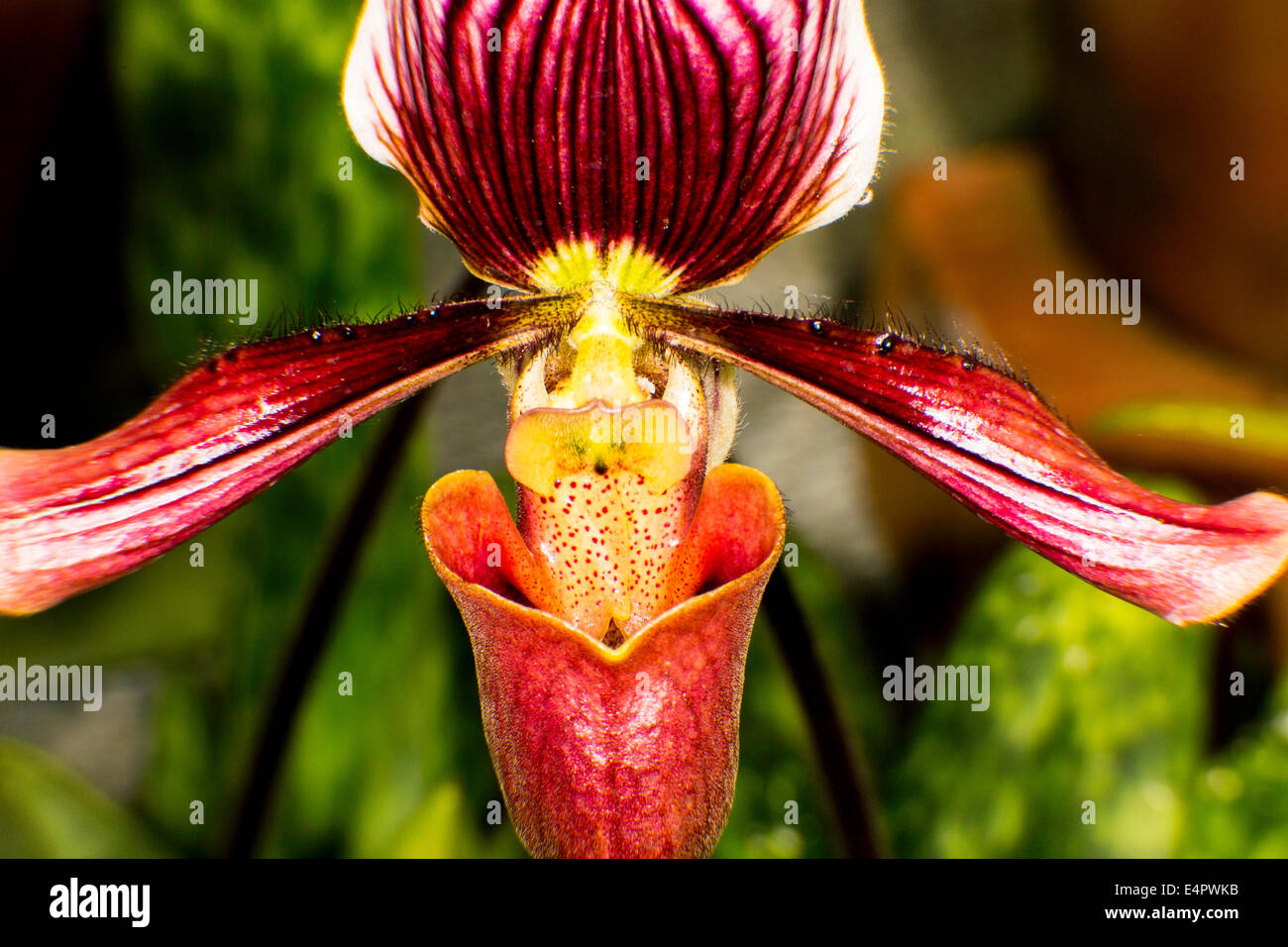 Red Orchid Stock Photo