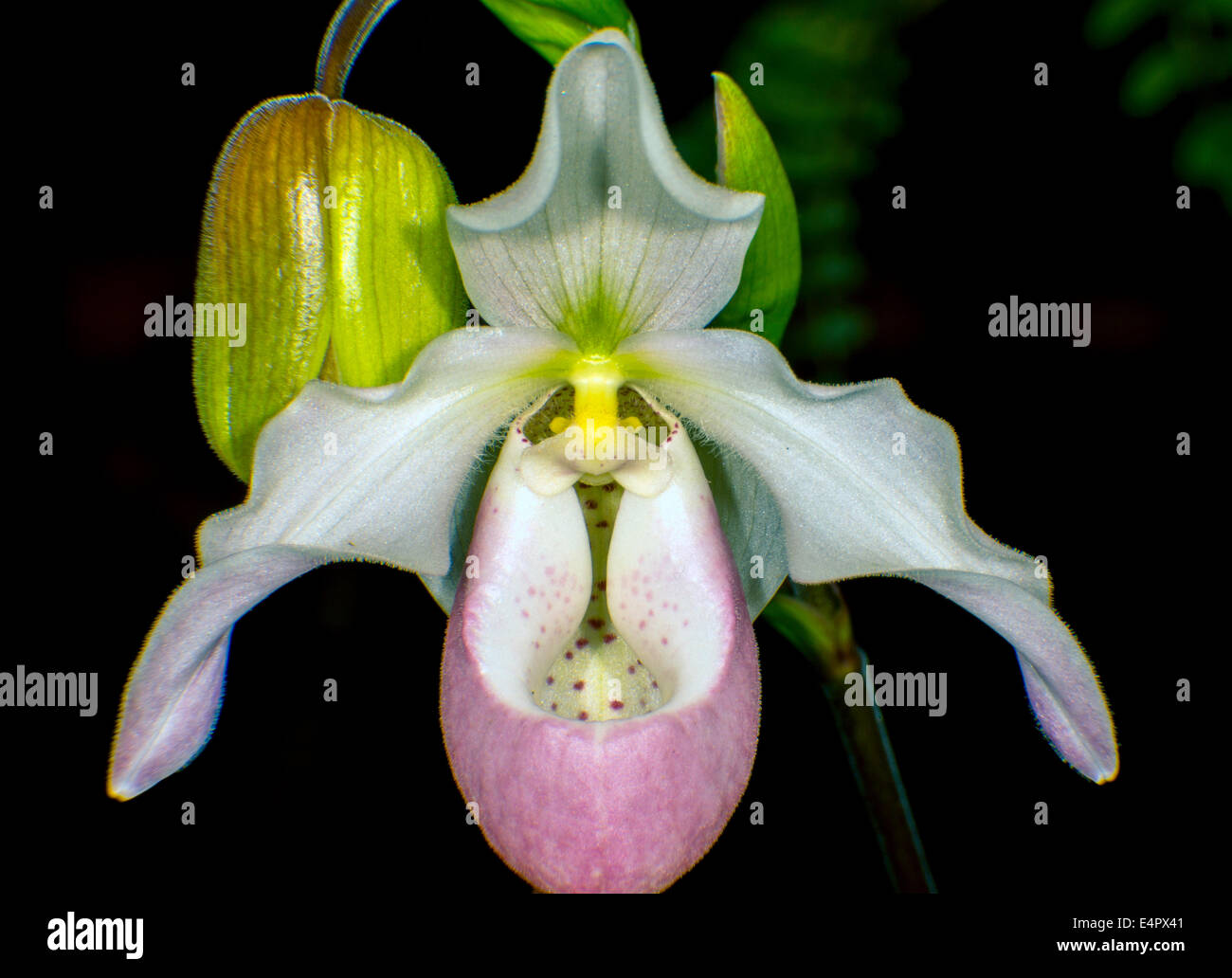 Blush Orchid Stock Photo