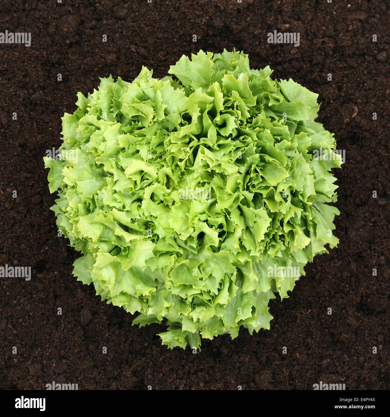 Ripe lettuce in vegetable field from above in nature Stock Photo Alamy