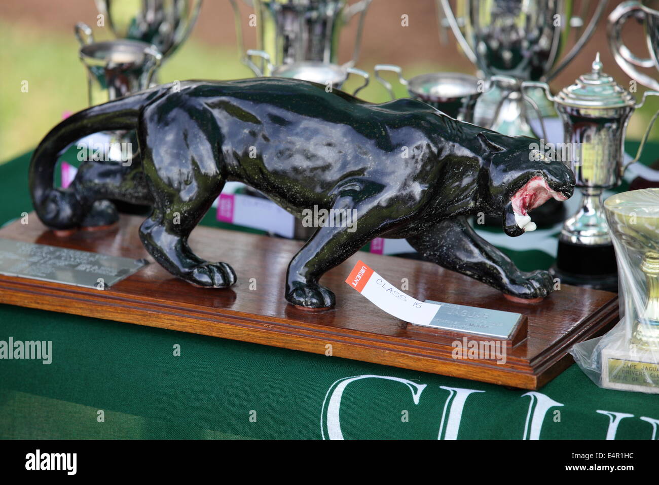 Growling black jaguar trophy and silver trophies Stock Photo