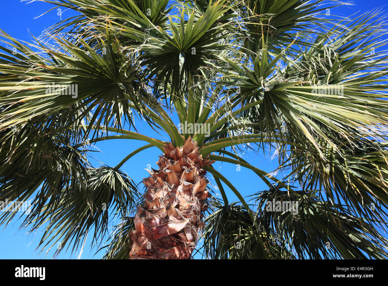 Low angle view of palm leaves a palm tree of the Middle East Stock Photo Alamy