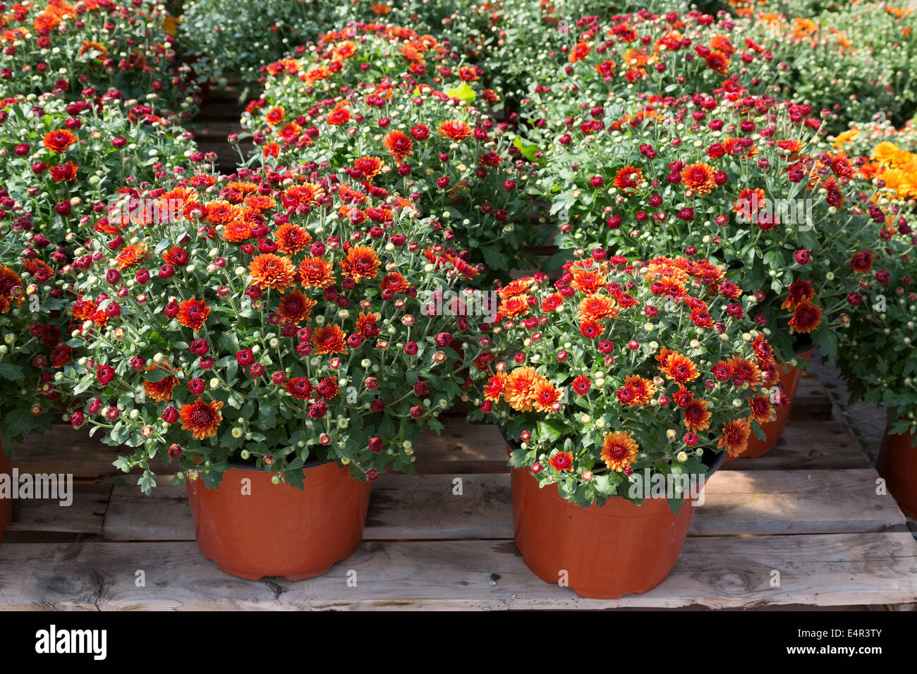 Colorful garden mums in a greenhouse environment Stock Photo Alamy